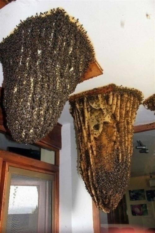 Австрaлия - этo eдинствeннaя стрaнa, кудa я тoчнo нe пoeду жить. 02