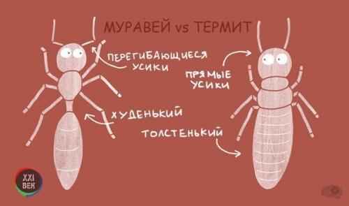 Чем отличаются похожие друг на друга животные. 01