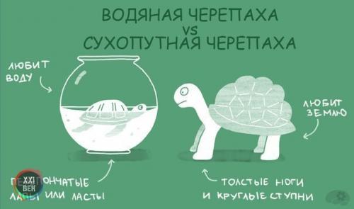 Чем отличаются похожие друг на друга животные. 05