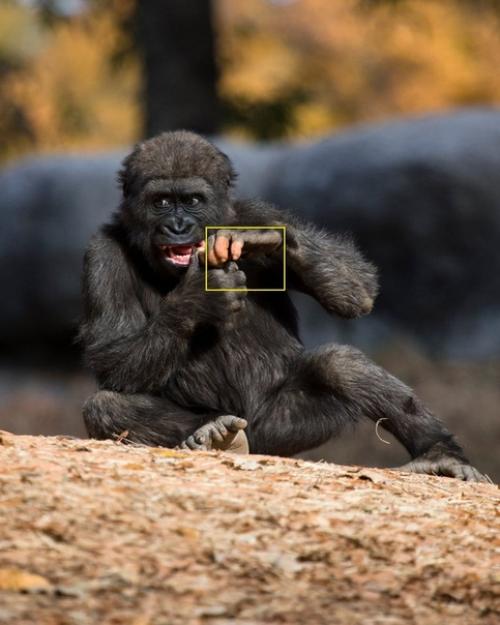 Та самая горилла с человеческой рукой, которая в последние дни стала известна на весь интернет. 02