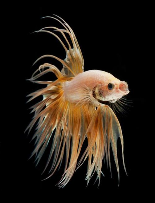 Тайский фотограф визарут ангкатаванич прекрасные снимки водной фауны делает. 06