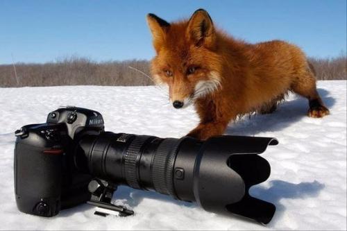 Советы по фотосъемке для новичков. Советы по фотосъемке для новичков.