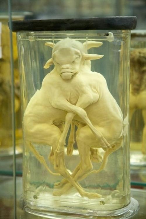 В амстердамском университете анатомии и эмбриологии имени гарардаса вролика хранится самая большая в мире коллекция человеческих мутаций. 02