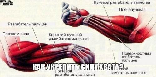 Как укрепить Силу хвата? 

