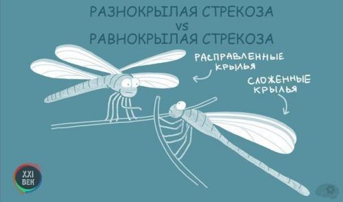 Чем отличаются похожие друг на друга животные. 02