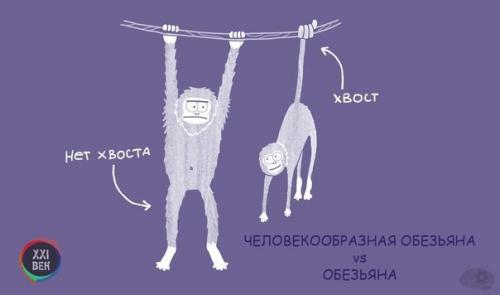 Чем отличаются похожие друг на друга животные. 04