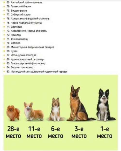 Исследование на тему разницы в умственных способностях различных видов пород собак. 04