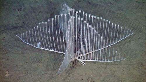 Хищная губка Chondrocladia Lyra.