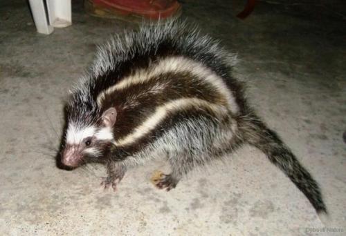 В Африке проживает косматый хомяк, шерсть которого пропитана ядом. 01