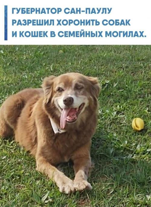 В бразильском табоау - да - Серра история пса по кличке боб получила неожиданное продолжение на уровне закона.  