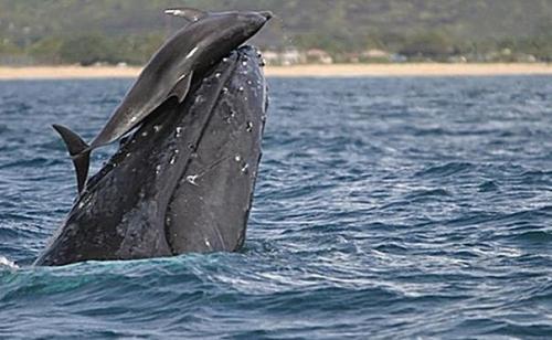 Каким образом дельфины могут играть с китами? 

