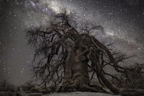 Полтора десятка лет американский фотограф бет Мун снимала древнейшие деревья на юге африканского континента. 03