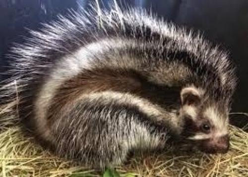 В Африке проживает косматый хомяк, шерсть которого пропитана ядом. 02