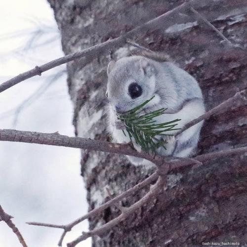 Когда сидят, они похожи чем то на шиншилл! 04