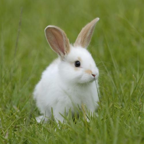 Ученые научились размораживать мозг кролика без повреждений.

