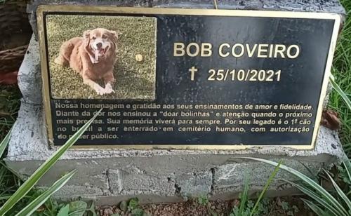 В бразильском табоау - да - Серра история пса по кличке боб получила неожиданное продолжение на уровне закона. 01