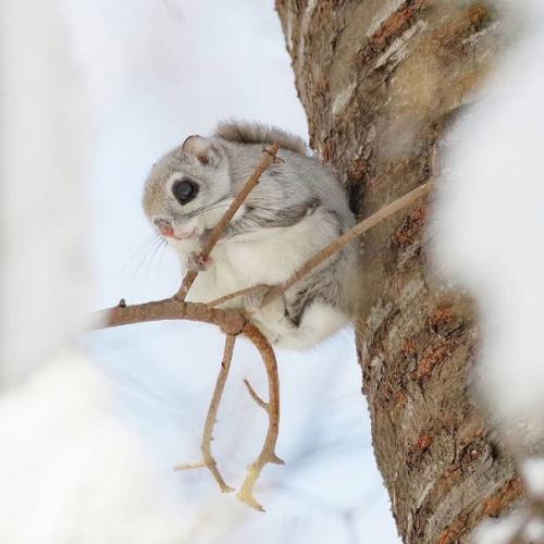 Когда сидят, они похожи чем то на шиншилл! 03