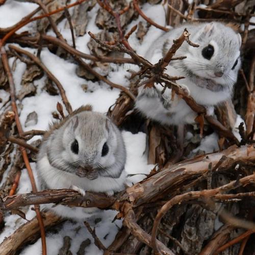 Когда сидят, они похожи чем то на шиншилл! 01