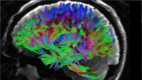 Человеческий мозг и социальное поведение.