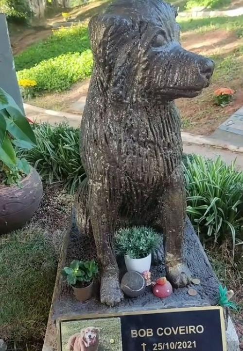 В бразильском табоау - да - Серра история пса по кличке боб получила неожиданное продолжение на уровне закона. 02