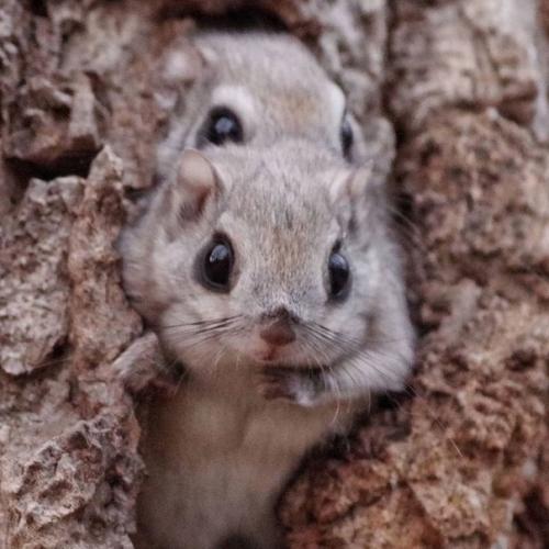 Когда сидят, они похожи чем то на шиншилл! 06