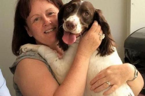 Таинственное явление: 600 собак прыгнуло с моста. 03 Таинственное явление: 600 собак прыгнуло с моста. 03