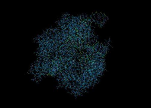 Биологи научились очищать инфицированные клетки от генов вич.

