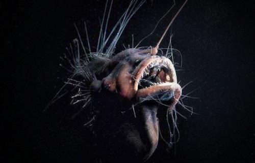 Как звучит марианская впадина? 
