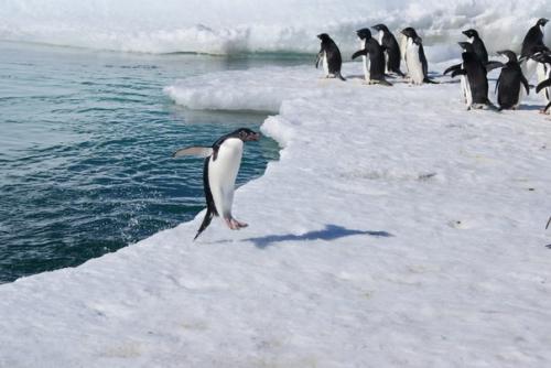Цифра дня.  17 в Антарктиде!
