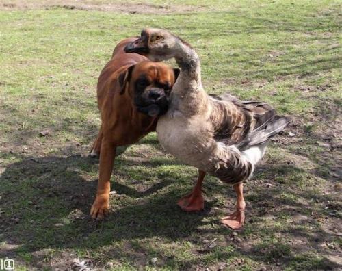 Собака боксер по кличке Banks и гусь Buttons подружились после того, как пес попал в аварию и ослеп.  