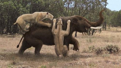 10 животных, благодаря вымиранию которых мы всё ещё живы. 09 10 животных, благодаря вымиранию которых мы всё ещё живы. 09