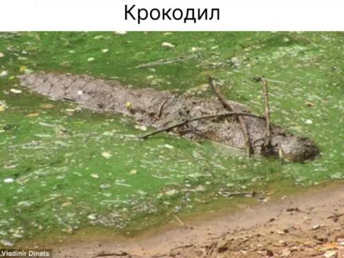 Крокодилы и аллигаторы - пока единственные известные рептилии, применяющие орудия труда.  