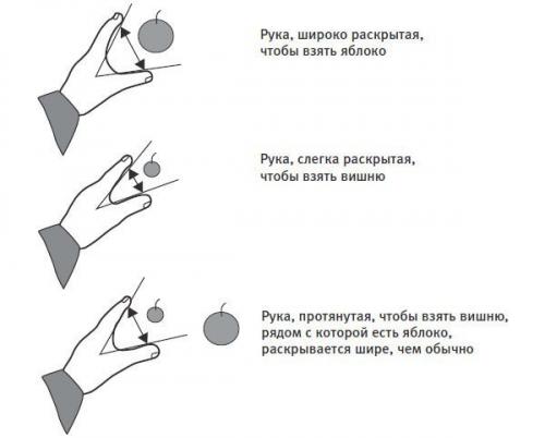 Наш мозг автоматически готовит программы действий в соответствии с окружающими объектами. Наш мозг автоматически готовит программы действий в соответствии с окружающими объектами.