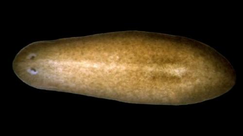 Генетики разгадали тайну способности червей отращивать органы.
