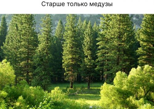 Самые долгоживущие существа на земле - деревья (400 миллионов лет назад.  