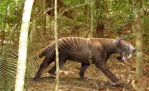 10 животных, благодаря вымиранию которых мы всё ещё живы. 06 10 животных, благодаря вымиранию которых мы всё ещё живы. 06