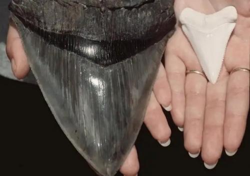 Реальные годзиллы: вымершие виды, поражающие воображение. 09