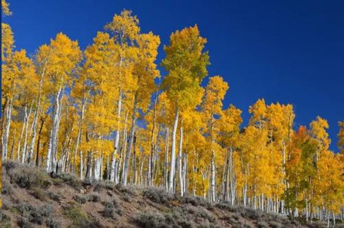 10 самых долгоживущих организмов земли. 07 10 самых долгоживущих организмов земли. 07
