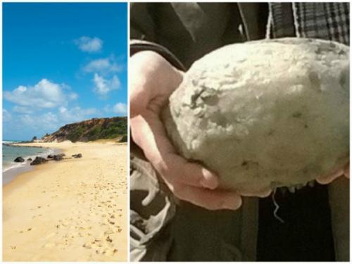 Вонючка найденная на пляже. Вонючка найденная на пляже.