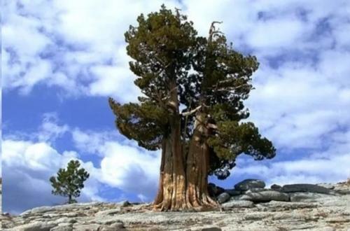 10 самых долгоживущих организмов земли. 04 10 самых долгоживущих организмов земли. 04