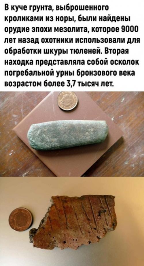 Ничего особенного, просто кролики - археологи. 01