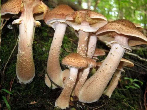 10 самых долгоживущих организмов земли. 03 10 самых долгоживущих организмов земли. 03