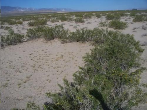 10 самых долгоживущих организмов земли. 05 10 самых долгоживущих организмов земли. 05