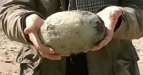 Вонючка найденная на пляже. 02 Вонючка найденная на пляже. 02