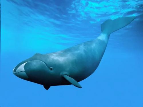 10 самых долгоживущих организмов земли. 01 10 самых долгоживущих организмов земли. 01