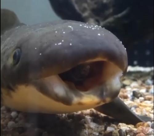 Рогозуб, или баррамунда, пресноводная двоякодышащая лопастепёрая рыба. 01