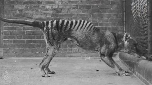 10 вымерших животных, которые могут воскреснуть. 01