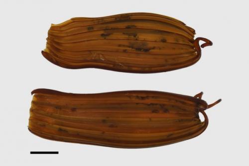 Демоническая акула с ярко - белыми глазами обнаружена в тихом океане - это новый вид. 02