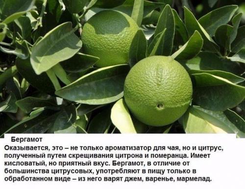 Цитрусовые, которые вы, вероятно, еще не пробовали. 01