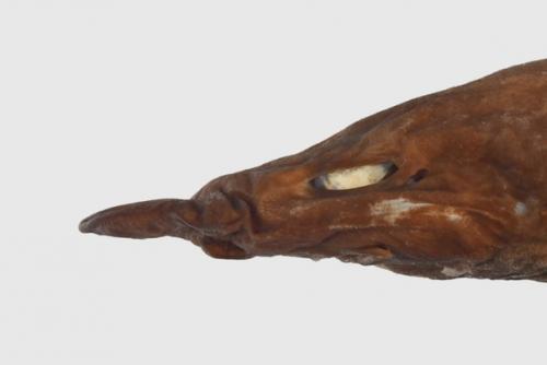 Демоническая акула с ярко - белыми глазами обнаружена в тихом океане - это новый вид. 01